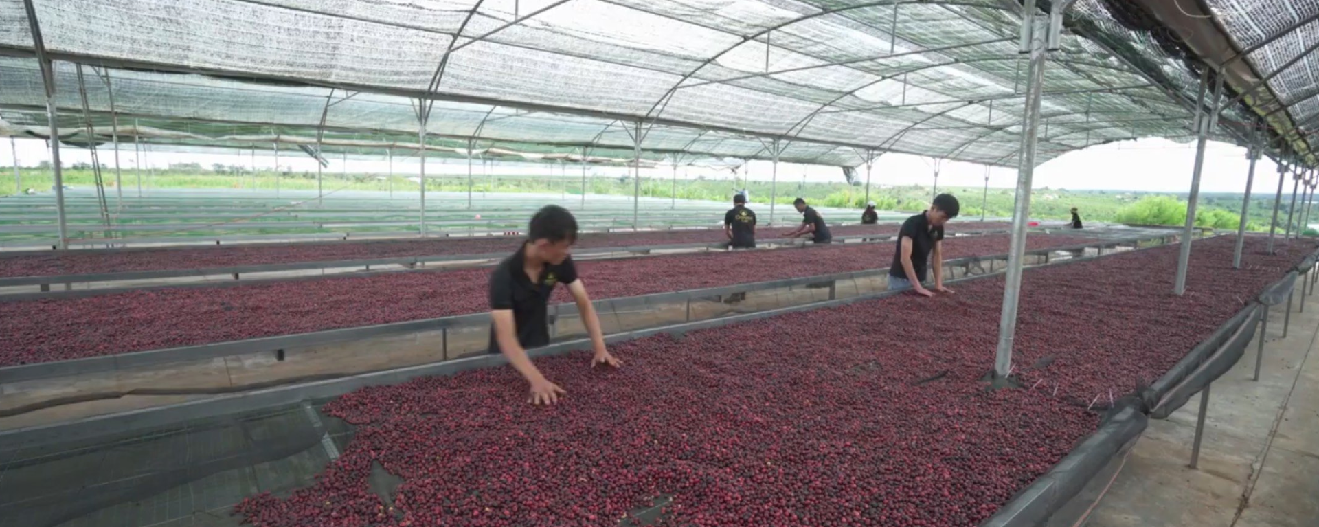Coffee cherries are spread and handled on raised drying beds before further processing.