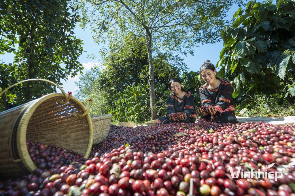 Coffee cherries are handled after harvesting as part of preparation for processing.