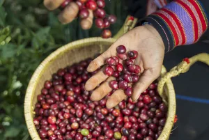 Quả cà phê chín trong tay người thu hoạch