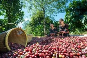 Giỏ và quả cà phê chín tại vườn