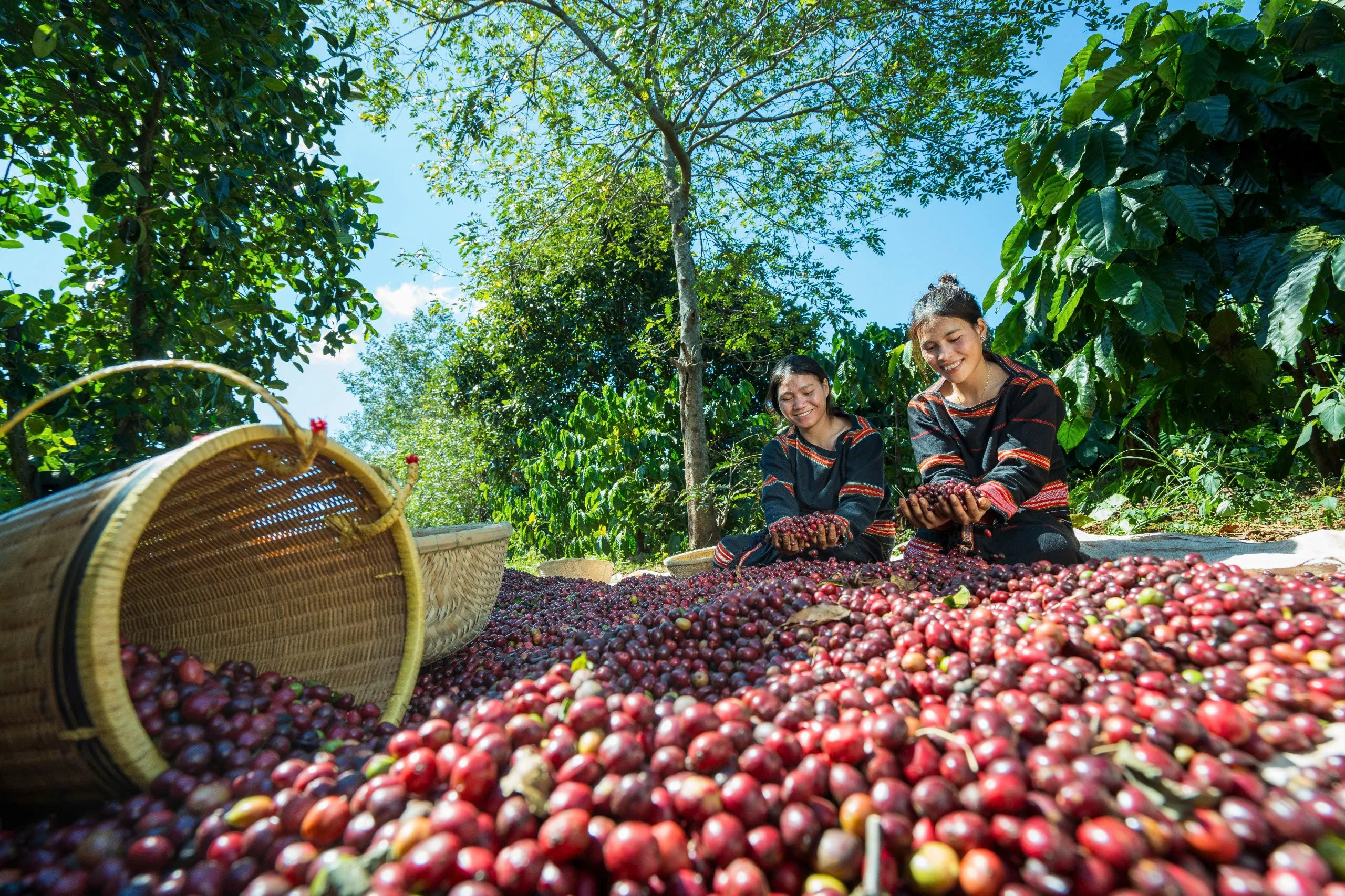 Basket and ripe coffee cherries at a farm