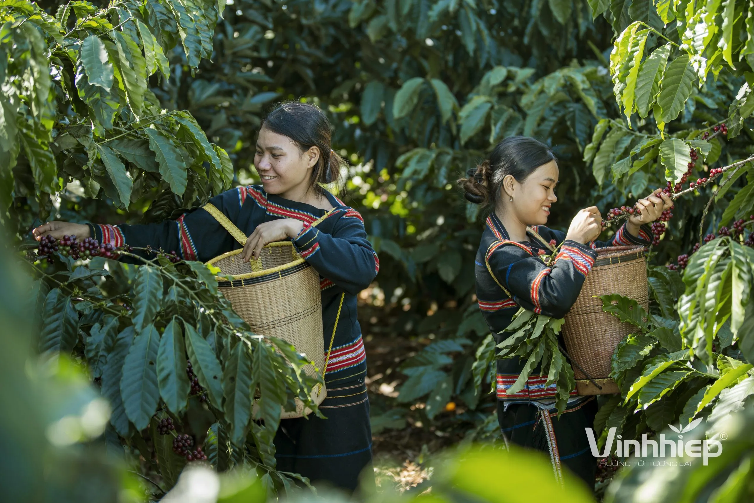Vinh Hiep shares farmer-linkage experience at six-year policy review 3 Coffee-growing households form the production base discussed in the company's linkage report.