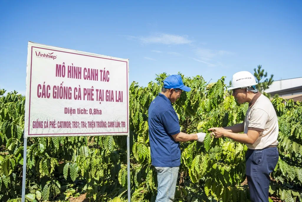 Representatives visit a coffee cultivation model in Gia Lai as part of the company's sourcing-area activities.